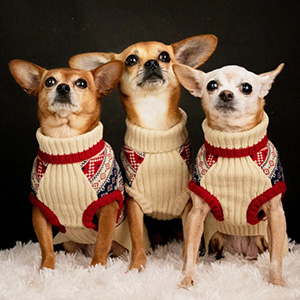 pets sweater manufacturer
